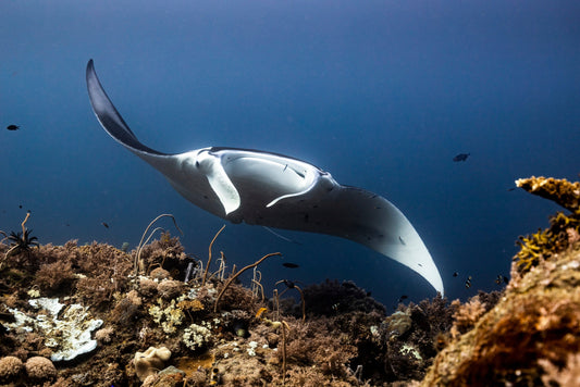 #SipSeaChange Campaign Joins Forces with World Ocean Day and Blue Marine Foundation
